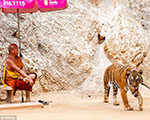 The Thai Temple of Doom-An Animal Saga with Global Implications